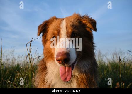 Der junge australische Schäferhund im Teenageralter liegt bei Sonnenuntergang im grünen Gras vor dem blauen Himmel mit Wolken. Nahaufnahme im Hochformat mit Weitwinkelobjektiv. Gehen Sie mit au Stockfoto