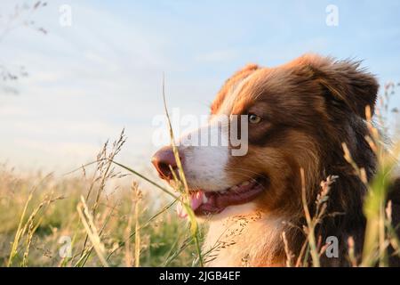 Der junge australische Schäferhund im Teenageralter liegt bei Sonnenuntergang im grünen Gras. Nahaufnahme im Porträt mit Blendung von Sonnenstrahlen auf Weitwinkelobjektiv. Gehen Sie mit Aussi Stockfoto
