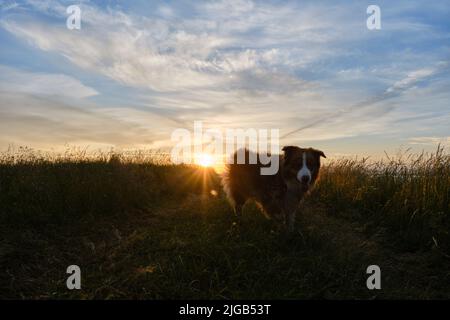 Der junge australische Schäferhund im Teenageralter geht bei Sonnenuntergang im grünen Gras spazieren. Porträt mit Blendung von Sonnenstrahlen auf Weitwinkelobjektiv. Konturlicht. Gehen Sie mit Stockfoto