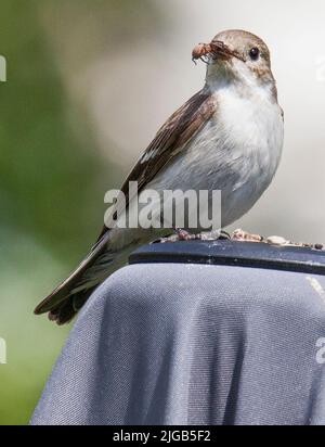 EUROPÄISCHER RATTENSCHNEPPER Ficedula Hypoleuca mit einem fangenden Spion Stockfoto