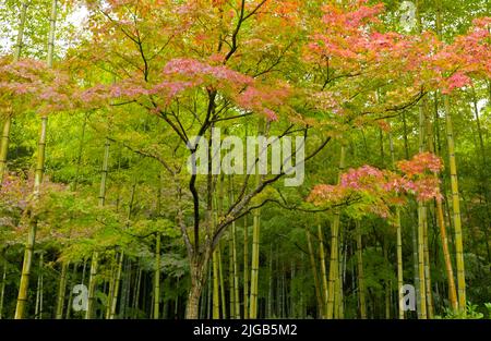 Bambuswaldstraße des Tenryuji-Tempels in den Ausläufern in der Nähe von Arashiyama, Kyoto JP Stockfoto