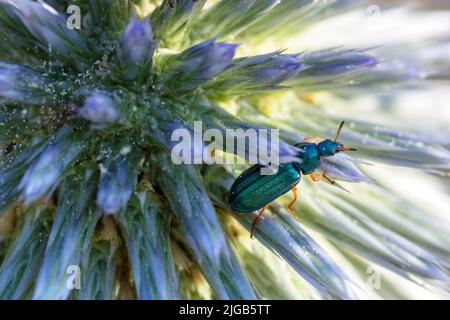 Melyris bicolor Beetle auf einer Kugelhistelblume (Echninops), Melyris bicolor Fabricius, 1801 Stockfoto