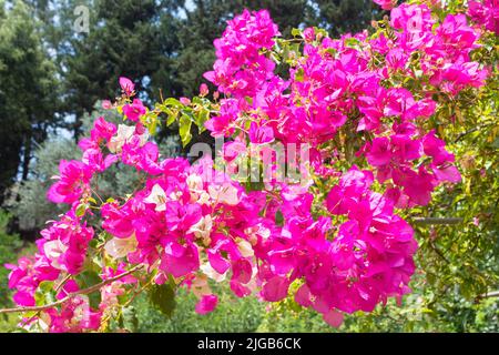 Bougainvillea Glabra-Brakt mit magentafarbenen Blüten Stockfoto