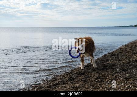 Nasser australischer Schäferhund nach dem Schwimmen. Die australische Schokoladenfarbe steht am See mit Spielzeug in den Zähnen, schüttelt ab und Wasserspritzer fliegen in verschiedenen Farben Stockfoto