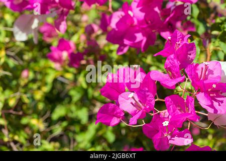 Bougainvillea Glabra-Brakt mit magentafarbenen Blüten Stockfoto