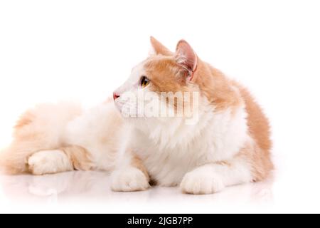 Erwachsene Katze mit einem Plüsch hellbeige und weißen Fell mit gelben Augen liegt in lustigen Posen auf weißem Hintergrund. Fotosammlung. Freundliches Haustier. Stockfoto