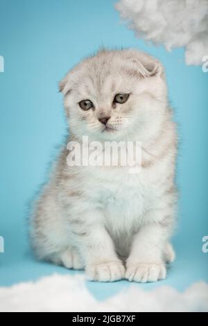 Nahaufnahme von traurigen niedlichen tabby schottischen Falte Kätzchen sitzen und schauen zur Seite auf blauem Hintergrund. Porträt von schönen flauschigen Katze. Stockfoto
