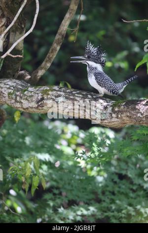 Crested Kingfisher (Megaceryle lugubris lugubris) in Honshu, Japan Stockfoto