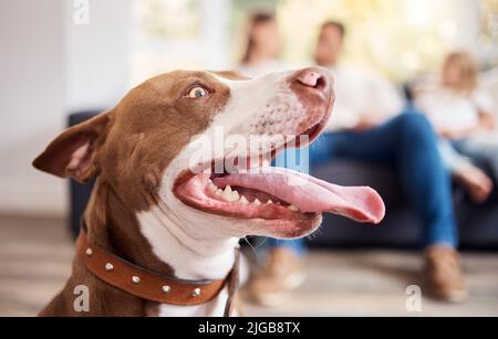 Wo verstecken sie meine Leckereien. Ein amerikanischer Pit Bull Terrier sitzt zu Hause, während seine Familie sich hinter ihm entspannt. Stockfoto