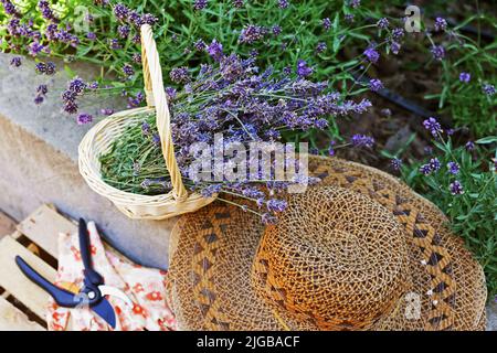 Schneiden Sie trockene Lavendelblüten in einem kleinen Weidenkorb im Garten neben blühenden Lavendelbüschen und Sommerhut Stockfoto
