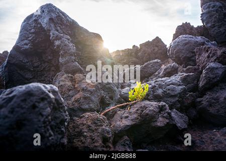 Sonne scheint auf grüne Pflanze auf schwarzen vulkanischen Felsen Stockfoto