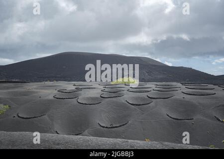Wein wächst auf schwarzem vulkanischem Boden in La geria auf lanzarote Stockfoto