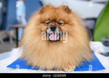 Ein flauschiger Pommern liegt auf einem blauen Wurf mit hervorragender Zunge. Hochformat. Nahaufnahme. Stockfoto