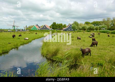 Schafe in Zaanse Schans in den Niederlanden Stockfoto