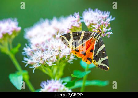 Nahaufnahme von einem Jersey Tiger Schmetterling, Euplagia Quadripunctari, eine Blume Nektar ernähren. Dies ist ein ein Tag fliegen Motten Stockfoto
