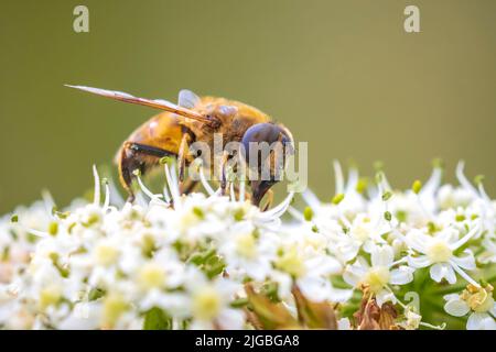 Drone fly Eristalis tenax Insekten im Flug an einem sonnigen Tag im Frühling Saison Stockfoto