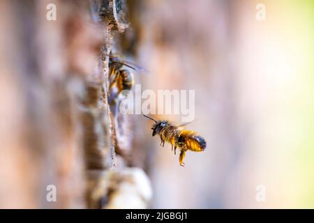 Nahaufnahme einer westlichen Honigbiene oder einer europäischen Honigbiene APIs mellifera, die sich in einem Insektenhotel ernährt Stockfoto