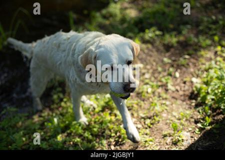 Labrador kommt aus dem Wasser. Hund nach dem Baden. Live im Sommer. Haustiere auf dem Weg. Stockfoto