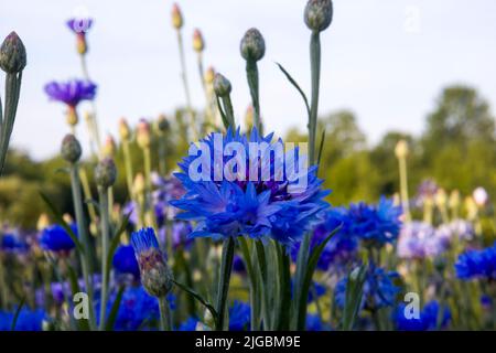 Blaue Kornblume Blumen verschwommen Hintergrund. Stockfoto