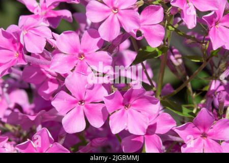 Nahaufnahme Pink Flower, Phox 'Christine' Garden Phlox amplifolia Stockfoto