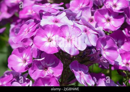 Purple Garden Phlox, Blume, Phlox paniculata 'Fiosin', Nahaufnahme, Blumen Purple Phlox Stockfoto