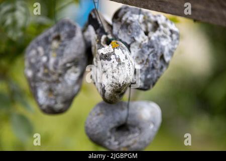 Im Sommer hängen Steine oder Hühnergötter an einem Seil an der frischen Luft Stockfoto