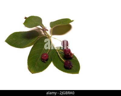 Das vereinzelte Weiß hat verschiedene Namen Service-Beere, Saskatoon-Beere, Shad-Beere, Juni-Beere Detail Stockfoto