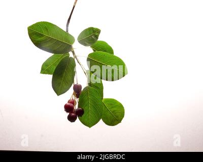 Das vereinzelte Weiß hat verschiedene Namen Service-Beere, Saskatoon-Beere, Shad-Beere, Juni-Beere Detail Stockfoto