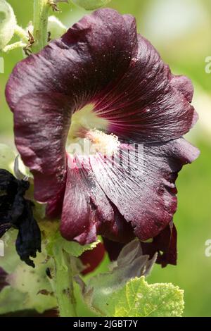 Alcea rosea „Nigra“ Blume, Hollyhock Stockfoto