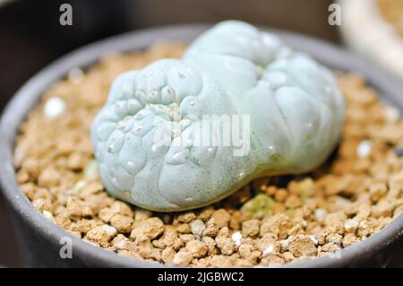 Peyote Kaktus oder Lophophora williamsii , Peyote Lophophora williamsii oder Kaktus oder Sukkulente Stockfoto