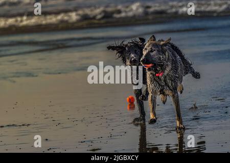 Zwei nasse Hunde jagen sich an einem Strand ein Hund mit einem Ball im Mund in der Nähe von San Diego, Kalifornien Stockfoto