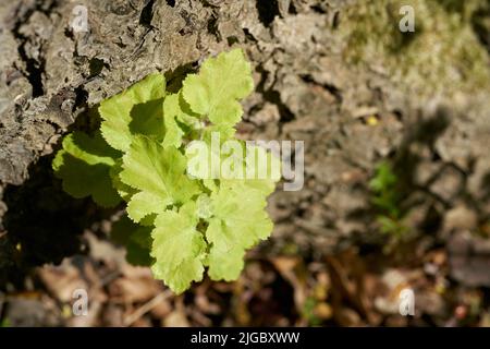 Junge Triebe auf dem Stamm eines Elsbeere, wilden Dienstbaums, Sorbus torminalis, der in Europa selten ist, im Frühjahr Stockfoto