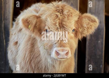 Schottisches Hochlandkalb in der Scheune auf dem Bauernhof Stockfoto