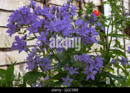 Campanula lactiflora oder milchige Glockenblume, wie sie bekannt ist, eine aufrechte Staude mit konischen Rispen, die vom Sommer bis zum Frühherbst blühen Stockfoto