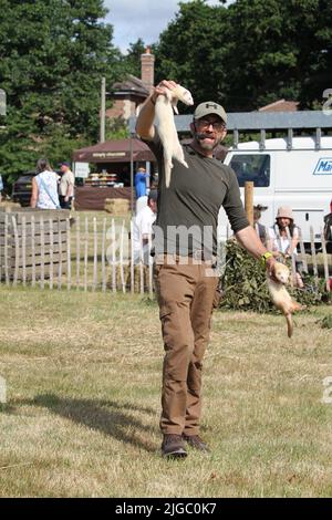 Lawford, Großbritannien. 09.. Juli 2022. Die Tendring Hundred Show ist die wichtigste Landwirtschaftsmesse in Essex. Simon Whitehead und seine Pakefield Frettchen stellen eine Ausstellung auf. Kredit: Eastern Views/Alamy Live Nachrichten Stockfoto