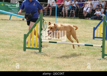 Lawford, Großbritannien. 09.. Juli 2022. Die Tendring Hundred Show ist die wichtigste Landwirtschaftsmesse in Essex. Happy Tailwaggers Dog Agility Display das Team zeigte eine Show in der Familienarena. Kredit: Eastern Views/Alamy Live Nachrichten Stockfoto