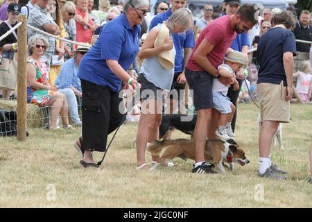 Lawford, Großbritannien. 09.. Juli 2022. Die Tendring Hundred Show ist die wichtigste Landwirtschaftsmesse in Essex. Happy Tailwaggers Dog Agility Display das Team zeigte eine Show in der Familienarena. Kredit: Eastern Views/Alamy Live Nachrichten Stockfoto