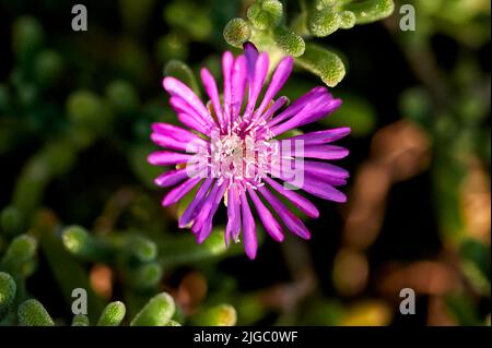 Nahaufnahme eines rosa Teppichs oder einer Eispflanze mit Delosperma cooperi-Blüten, die rosa Blütenblätter hat und deren Staubgefäße und Stempelfäden im Detail sieht Stockfoto