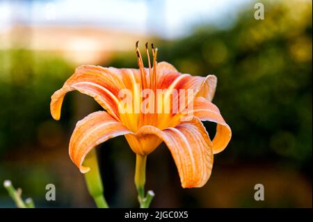 Nahaufnahme von oranger Taglilie, Maissilie oder Tawny Taglilie (Hemerocallis fulva) mit rötlich orangefarbenen Blütenblättern mit langen Staubblättern Stockfoto