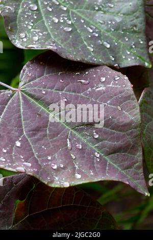 Wassertropfen auf Blättern, Cercis 'Forest Pansy', groß, Blatt, Redbud Stockfoto