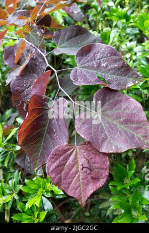 Breite Blätter Cercis 'Forest Pansy' auf einem Ast, dunkelviolette Blätter, Rotbudenbaumblätter Stockfoto