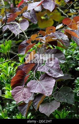 Violette Blätter, Rotbudenbaum, Cercis canadensis 'Forest Pansy' Stockfoto