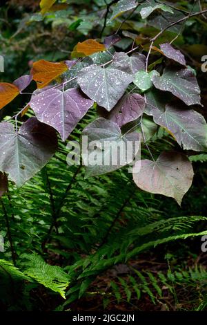 Schattiger Garten, Breite Blätter, Cercis 'Forest Pansy' Tree Redbud, Lila, Laub, Pflanze Stockfoto