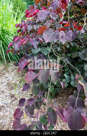 Cercis 'Forest Pansy' Baum im Garten Stockfoto