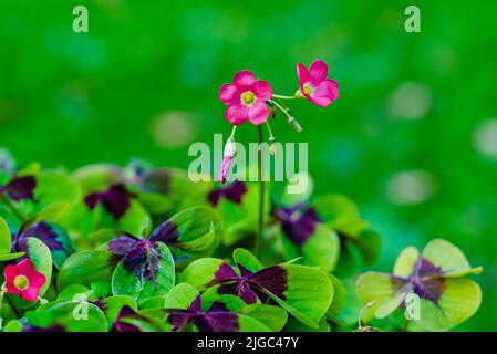 Oxalis ist eine große Gattung blühender Pflanzen aus der Familie der Waldschneckengewächse Oxalidaceae, die über 550 Arten umfasst. Die Gattung tritt während der meisten Th Stockfoto