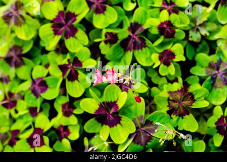 Oxalis ist eine große Gattung blühender Pflanzen aus der Familie der Waldschneckengewächse Oxalidaceae, die über 550 Arten umfasst. Die Gattung tritt während der meisten Th Stockfoto