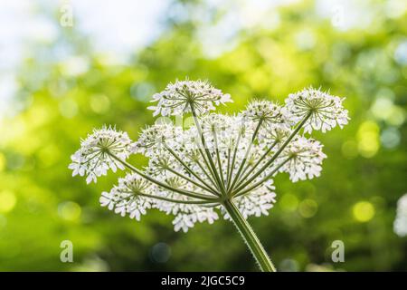 Blütenköpfe der Umbellifer bekannt als Hogweed / Cow Parsnip / Heracleum sphondylium gewöhnlicher unkrautkrautkrautkrautkrautkrautkrautkrautkrautblüte, deren saft die Haut im Sonnenlicht blasen Stockfoto