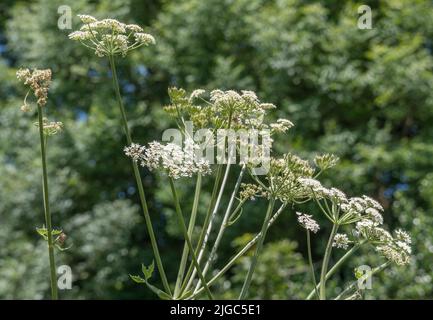 Blütenköpfe der Umbellifer bekannt als Hogweed / Cow Parsnip / Heracleum sphondylium gewöhnlicher unkrautkrautkrautkrautkrautkrautkrautkrautkrautblüte, deren saft die Haut im Sonnenlicht blasen Stockfoto