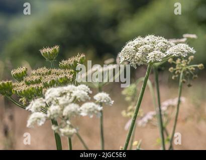 Blütenköpfe der Umbellifer bekannt als Hogweed / Cow Parsnip / Heracleum sphondylium gewöhnlicher unkrautkrautkrautkrautkrautkrautkrautkrautkrautblüte, deren saft die Haut im Sonnenlicht blasen Stockfoto