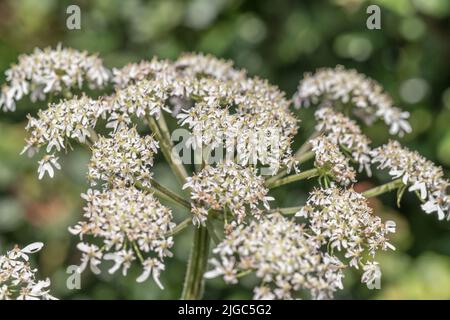 Blütenköpfe der Umbellifer bekannt als Hogweed / Cow Parsnip / Heracleum sphondylium gewöhnlicher unkrautkrautkrautkrautkrautkrautkrautkrautkrautblüte, deren saft die Haut im Sonnenlicht blasen Stockfoto